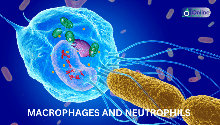 Lesson 05: Macrophages and Neutrophils